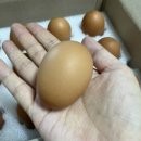 더신선 주식회사