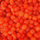 금보농장 이미지