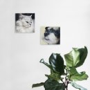 멍멍닷컴 이미지