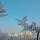 인천서구 &#39;신석체육공원&#39; 벚꽃명소 뜨고있는 인천벚꽃공원
