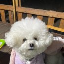 베일리하우스애견펜션 이미지