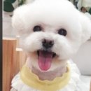 써니애견 미용실 이미지