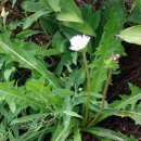 하얀민들레 이미지