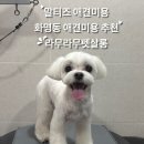 온천동물병원 | 부산 북구 애견 미용｜화명동 라무라무 펫살롱 말티즈 스포팅 미용 후기 (Before &amp; After)