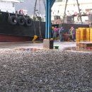 남해멸치 이미지