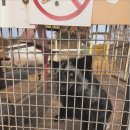 새별농장 | 제주도에서 동물을 이정도로 가까이? 마음까지 힐링되는 새별프렌즈