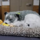 명품짬뽕나라 이미지