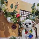 보들살롱 이미지