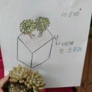 하늘정원다육이
