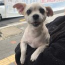 지안동물의료센터 | [ 진주 / 강남동 ] 주말도 항상 진료하는 동물병원 &#34; 지안동물의료센터 &#34; 노령견 건강검진 후기