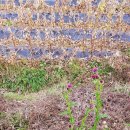 풍호정 | 청송 덕천마을 송소고택, 합강리 풍호정 주사