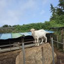 큰고을농원 이미지