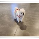 라인하트 애견호텔 유치원 이미지