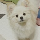 세나미용 네이버블로그