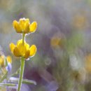 하느님의 어린양이 저기 오신다. 이미지