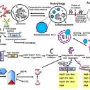암세포 autophagy 양날의 검 탐구를 통한 living with cancer 치료 전략!! 이미지