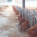 계화농장 이미지