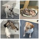 (사)모두사랑 | 사랑 주러 갔다 사랑받고 온, 포캣멍센터 유기견봉사 후기