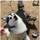 시화유치원 | 시화애견유치원 행복한 추억을 만드는 강아지 호텔 후기