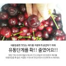 과일중에 다이아몬드 체리생과 대박공구 시작합니다~ 이미지