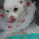 연지 동물병원 이미지