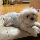 견식도락 거제시청점 | 강아지옷 거제 애견 수제간식 전문 견식도락 거제시청점 방문후기