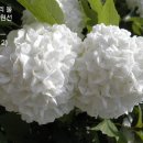 복덩어리 이미지