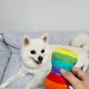 킁킁펫 | 내돈내산 킁킁펫 강아지 방석 추천 장점 단점 사이즈 세탁편리, 커버 교체