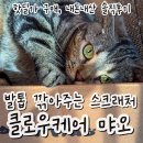 대한특수연마도금 | 국내최초 고양이 발톱관리 스크래쳐 [클로우케어 먀오 스크래쳐], 다묘가정의 솔직 후기