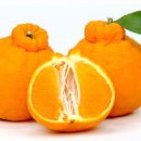 용모 농장 이미지