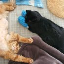 24시노아동물메디컬센터 이미지