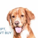 덕수네애견 이미지