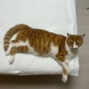 코코베딩 듀라론 냉감패드 내돈내산 후기