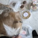 멍청하개 이미지