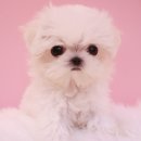 내품안의반려견광명점 이미지