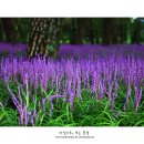 솔밭공원1 이미지