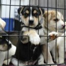 서울베스트동물병원 이미지