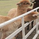 해도 목장 이미지