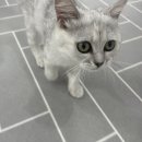 냥이의하루 카페.분양 이미지