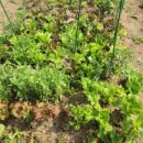 청룡텃밭 이미지