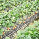 범수네농장 이미지