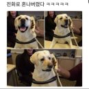 강쥐 Daum카페