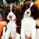 동물농장 이미지