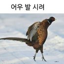 닭권브이 네이버블로그