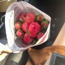 작약의 계절