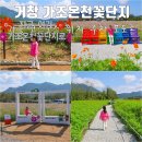 호텔가조 | 거창 가조온천꽃단지 코스모스 위치 주차 포토존