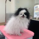 바둑이 애견 이미지