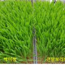 새싹보리밥 네이버블로그