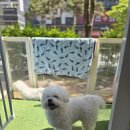 오마이도그 | [광교 애견미용실] 오마이도그 비숑컷 귀엽다,,,!