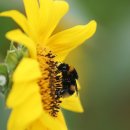 사자벌농장 이미지